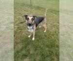 Small #1 American Pit Bull Terrier-German Shepherd Dog Mix