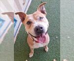 Small American Pit Bull Terrier Mix