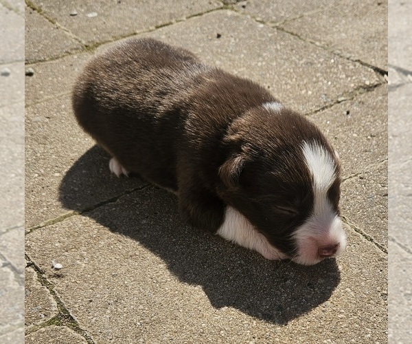 Medium Photo #8 Australian Shepherd Puppy For Sale in NELSON, VA, USA