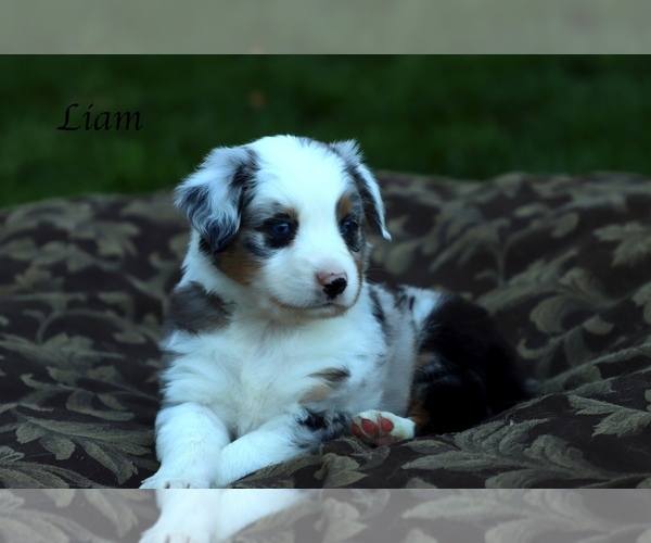 Medium Photo #1 Australian Shepherd Puppy For Sale in SUISUN CITY, CA, USA