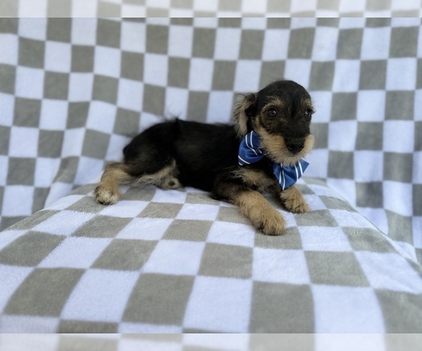 Medium Photo #6 Schnauzer (Miniature) Puppy For Sale in LAKELAND, FL, USA
