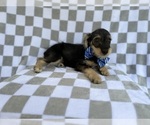 Small #5 Schnauzer (Miniature)