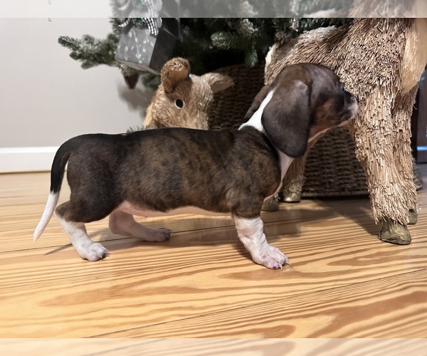 Medium Photo #3 Dachshund Puppy For Sale in ALBEMARLE, NC, USA