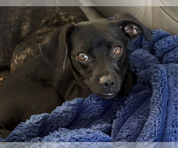 Medium Photo #4 Chihuahua-Unknown Mix Puppy For Sale in Sandy, UT, USA