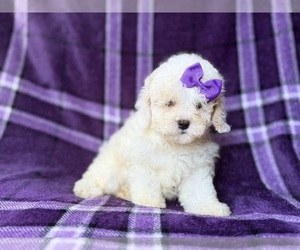 Bichpoo Puppy for sale in LAKELAND, FL, USA