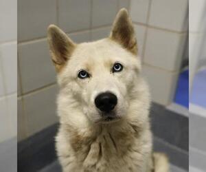 Huskies -Unknown Mix Dogs for adoption in San Antonio, TX, USA