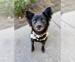 Small Photo #2 Mutt Puppy For Sale in Salt Lake City, UT, USA
