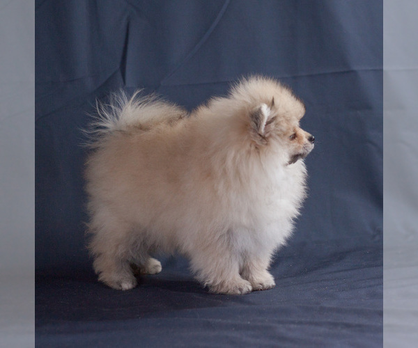 Medium Photo #4 Pomeranian Puppy For Sale in BROOKLYN, NY, USA