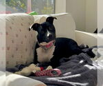 Small #8 American Pit Bull Terrier-Labrador Retriever Mix