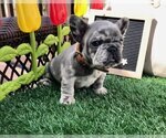 Small Photo #2 French Bulldog Puppy For Sale in RIVERSIDE, CA, USA