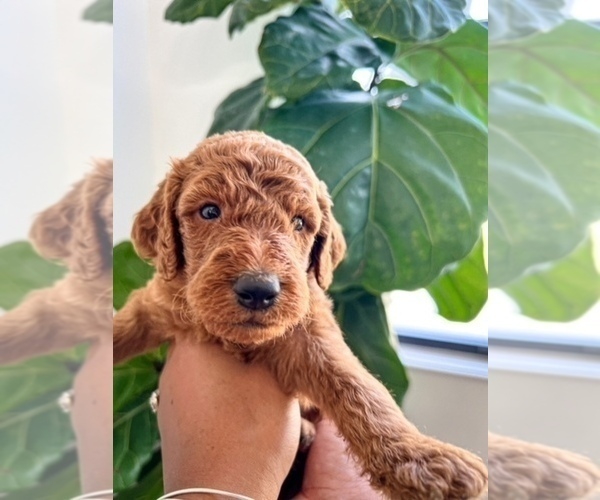 Medium Photo #2 Goldendoodle Puppy For Sale in JACKSONVILLE, FL, USA