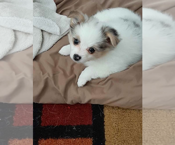 View Ad Pomeranian Puppy for Sale near Minnesota, STAPLES, USA. ADN502541