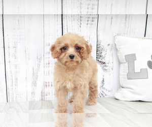 Cavapoo Puppy for sale in MARIETTA, GA, USA