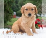 Small #5 Golden Retriever
