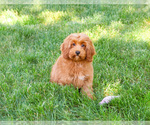 Small #5 Cavapoo (Miniature)