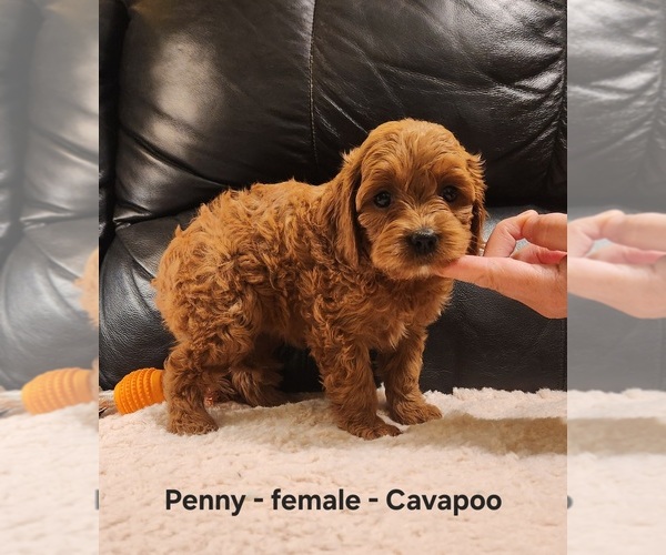 Medium Photo #3 Cavapoo (Miniature) Puppy For Sale in CLARKRANGE, TN, USA