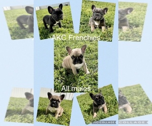 French Bulldog Puppy for sale in CHICO, TX, USA