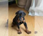 Puppy Red Doberman Pinscher