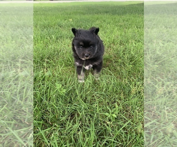 Medium Photo #3 Pomsky Puppy For Sale in WHEELERSBURG, OH, USA