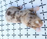 Small #13 Miniature Australian Shepherd