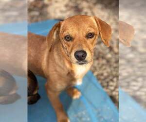 Mutt Dogs for adoption in Westwood, NJ, USA