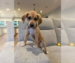 Small #2 Mutt