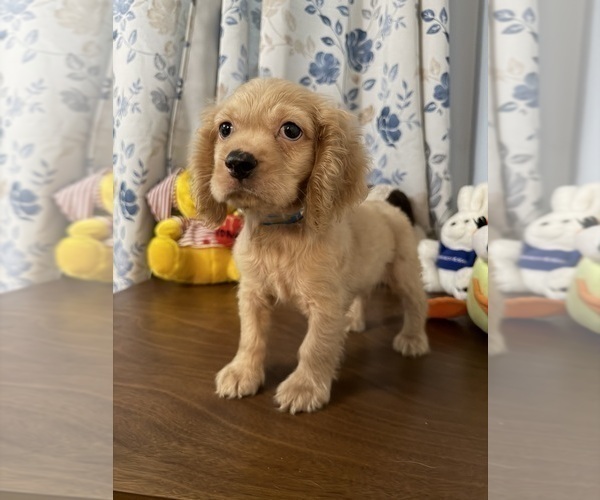Medium Photo #13 Cocker Spaniel Puppy For Sale in DURHAM, CT, USA