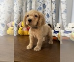 Small #12 Cocker Spaniel