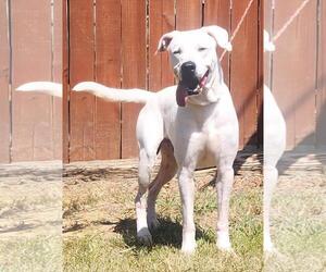 Dogo Argentino-Unknown Mix Dogs for adoption in Wetumpka, AL, USA