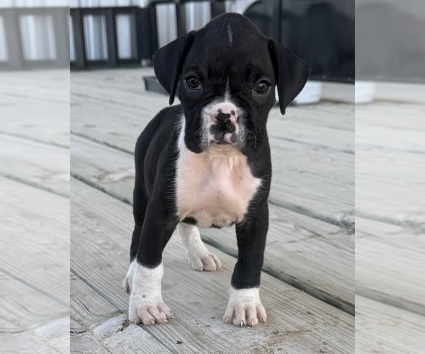 Medium Photo #2 Boxer Puppy For Sale in VICTORIA, TX, USA