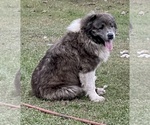 Small Photo #8 Caucasian Shepherd Dog Puppy For Sale in TWINING, MI, USA