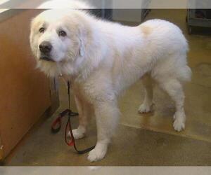 Great Pyrenees Dogs for adoption in Sacramento, CA, USA