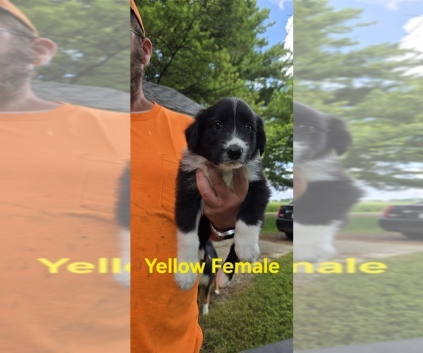 Medium Photo #1 English Shepherd Puppy For Sale in NEW CASTLE, IN, USA