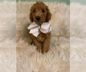 Goldendoodle-Poodle (Miniature) Mix Puppy for sale in INDIANAPOLIS, IN, USA