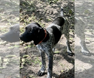 German Shorthaired Pointer Dog for Adoption in WARSAW, North Carolina USA