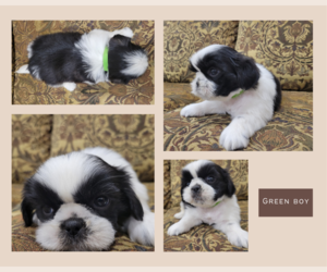 Shih Tzu Puppy for Sale in PARMA, Idaho USA