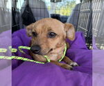 Small #4 Chihuahua