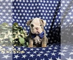 Small Photo #3 English Bulldog Puppy For Sale in COCHRANVILLE, PA, USA