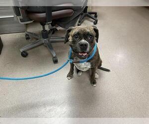 Boxer Dogs for adoption in Pasadena, CA, USA