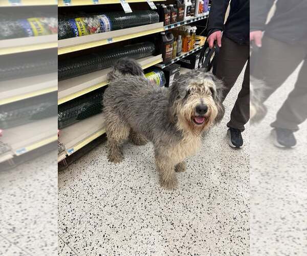 Medium Photo #2 Bernese Mountain Dog-Unknown Mix Puppy For Sale in Martinsburg, WV, USA