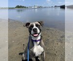 Small Photo #3 Boxer-Unknown Mix Puppy For Sale in Boston, MA, USA