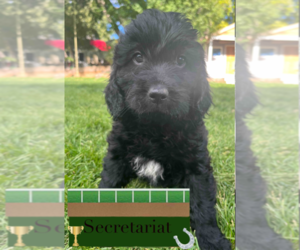 English Cream Golden Retriever-Poodle (Standard) Mix Puppy for sale in GOLDEN, CO, USA