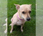 Small #2 Chihuahua Mix