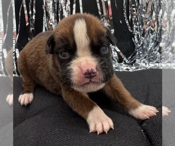 Medium Photo #9 Boxer Puppy For Sale in PAWNEE CITY, NE, USA