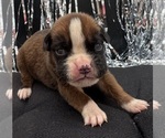 Small #8 Boxer
