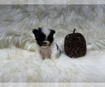 Small Photo #47 Shiranian Puppy For Sale in HAYWARD, CA, USA