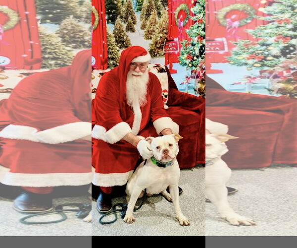 Medium Photo #1 Bulloxer Puppy For Sale in Dallas, TX, USA