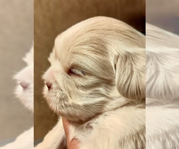Medium Photo #2 Shih Tzu Puppy For Sale in FANNING SPGS, FL, USA