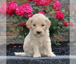 Goldendoodle-Poodle (Standard) Mix Puppy for sale in HONEY BROOK, PA, USA