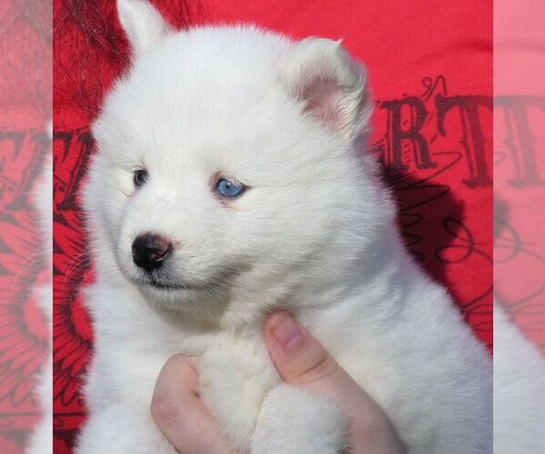 Medium Photo #2 Alaskan Klee Kai Puppy For Sale in SEBRING, FL, USA